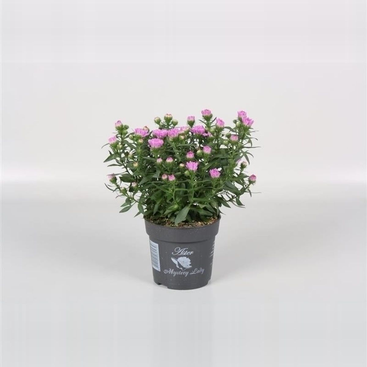 Aster MYSTERY LADY BRIGITTE — Atacado de Plantas FlorAccess
