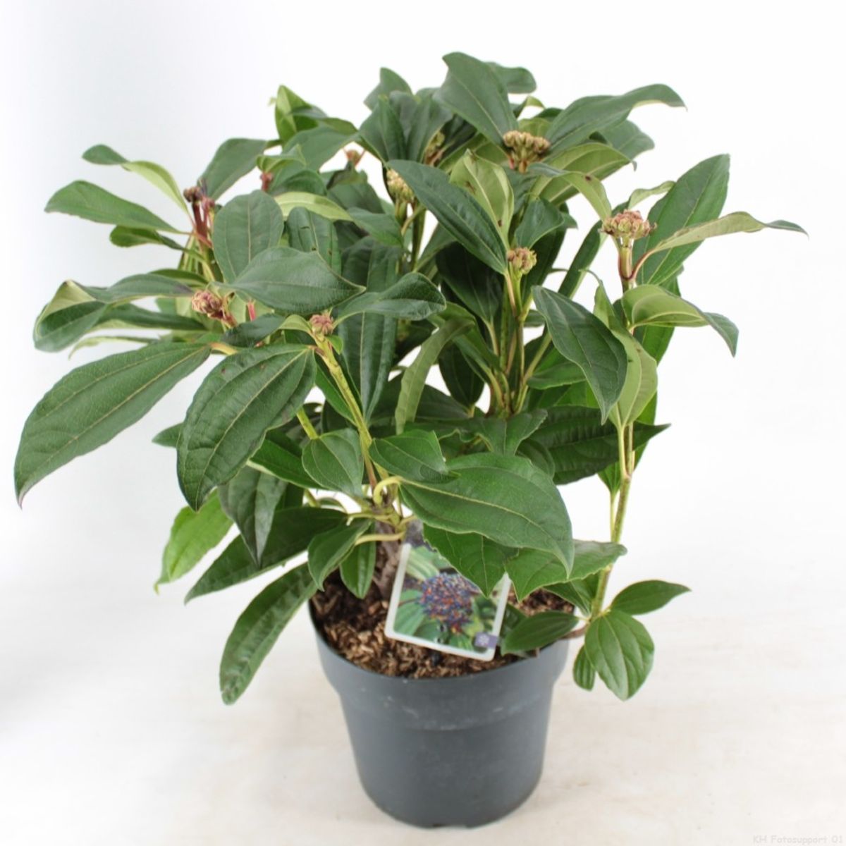 Viburnum davidii  Plant Wholesale FlorAccess