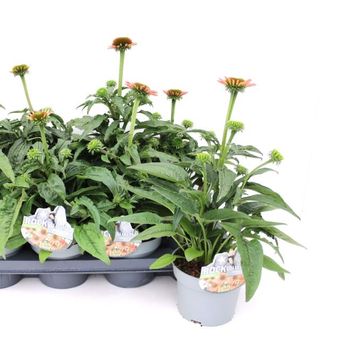Echinacea LAKOTA ORANGE