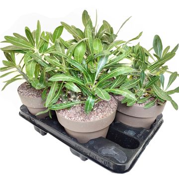 Pachypodium densiflorum