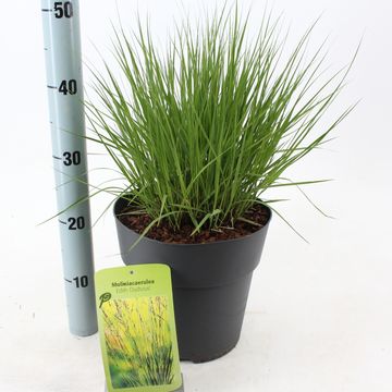Molinia caerulea 'Edith Dudszus'