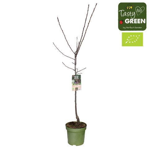 Prunus domestica 'Opal'