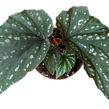 Begonia 'Aiai'