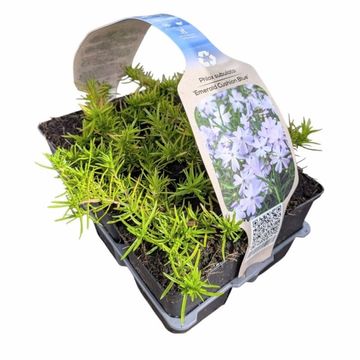 Phlox 'Emerald Cushion Blue'