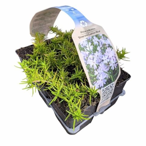 Phlox 'Emerald Cushion Blue'
