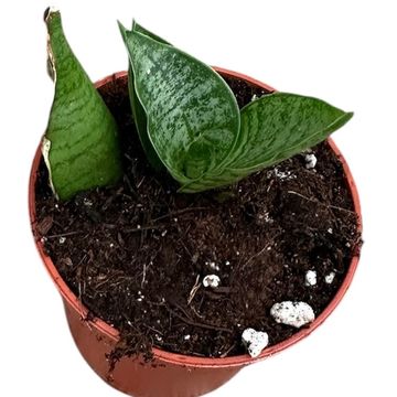 Sansevieria 'Himalayan'