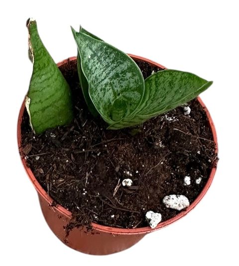 Sansevieria 'Himalayan'