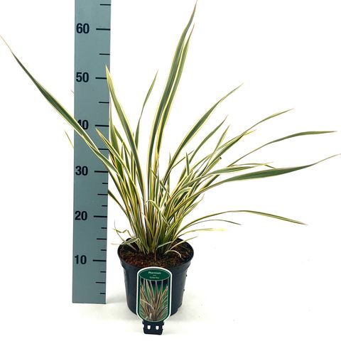 Phormium 'Golden Ray'