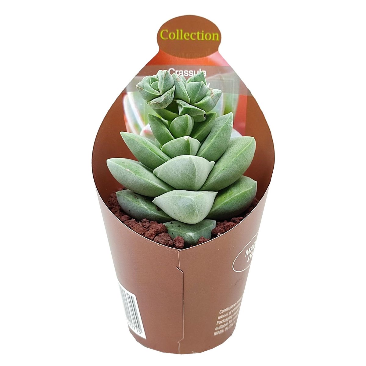 pot spider plant Spider Plant | Chlorophytum Comosum | Easy Care Pet Friendly Houseplants  for Delivery