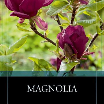 Magnolia 'Genie'