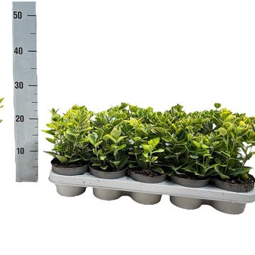 Euonymus japonicus 'Aureomarginatus'