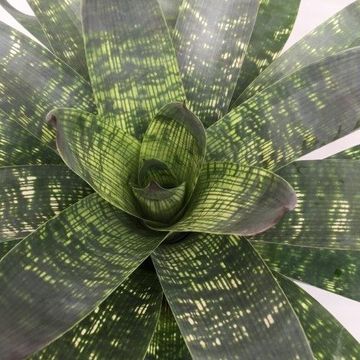 Vriesea gigantea seideliana 'Nova'