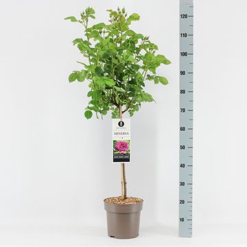 Rosa MINERVA