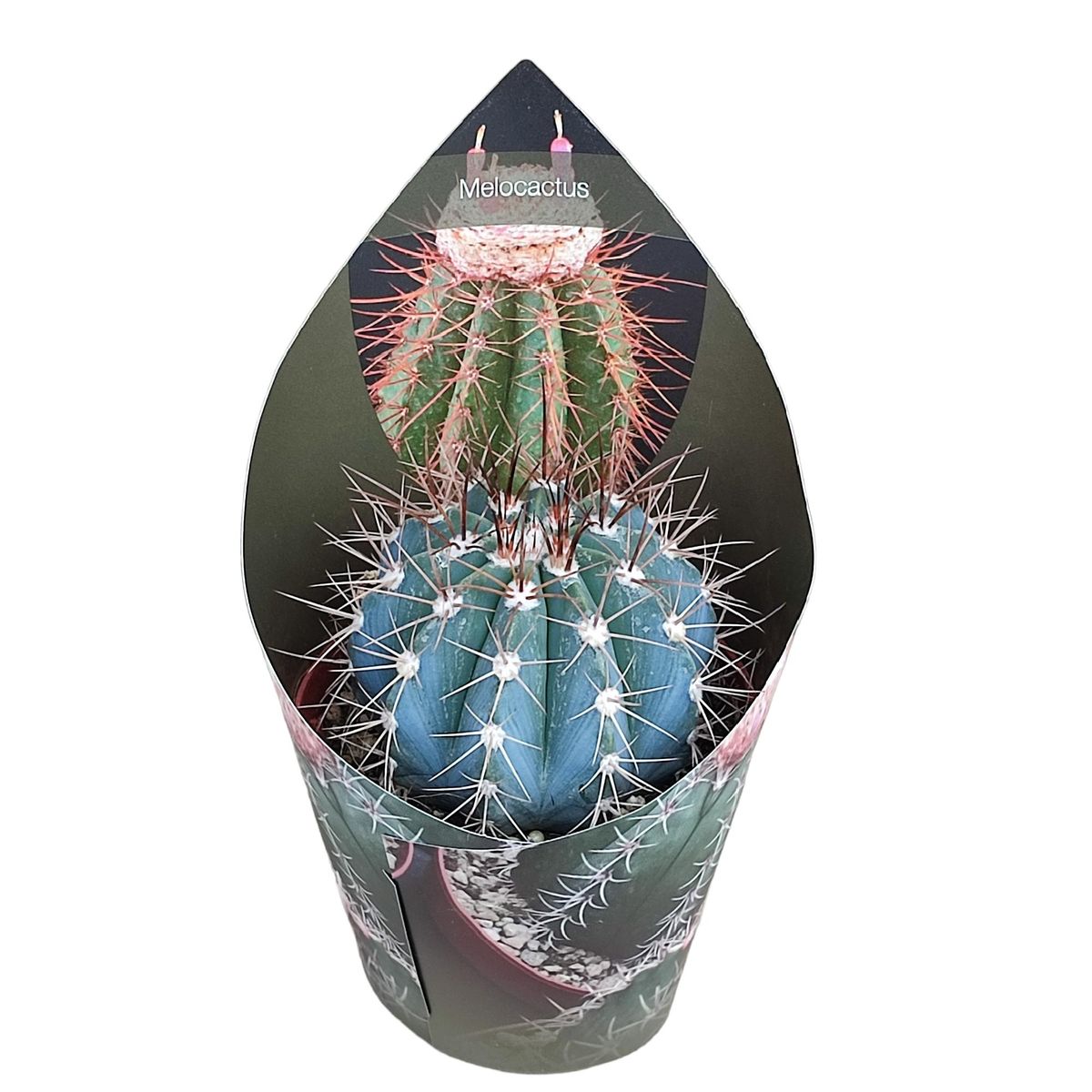 Melocactus azureus  Plant Wholesale FlorAccess