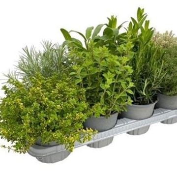 Herbs MIX