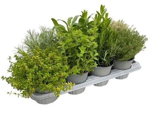 Herbs MIX
