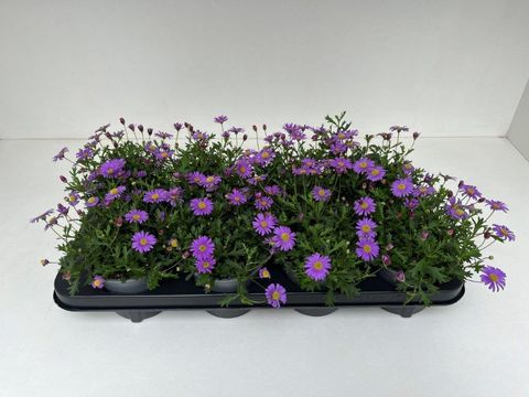Brachyscome BRASCO VIOLET