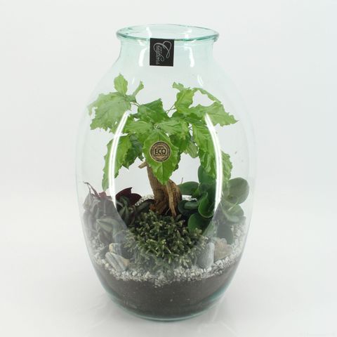 Arrangement Essentials Terrarium