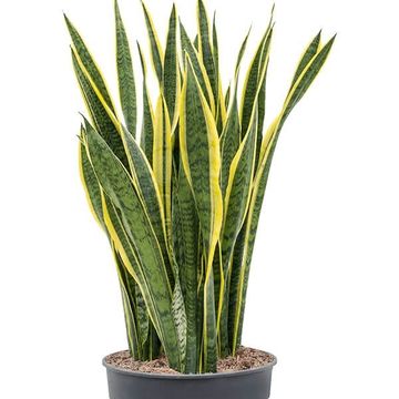 Sansevieria trifasciata 'Laurentii'