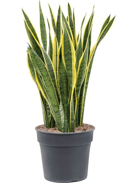 Sansevieria trifasciata 'Laurentii'