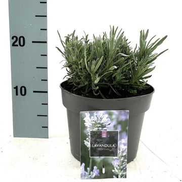 Lavandula angustifolia LITTLE LADY