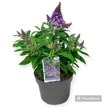 Buddleja davidii BUTTERFLY CANDY LILA SWEETHEART