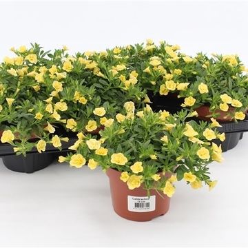 Calibrachoa 'Can-Can Rosies Light Yellow'
