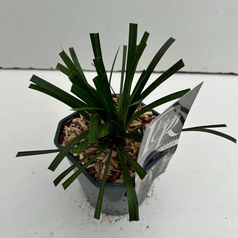 Liriope muscari 'Monroe White'