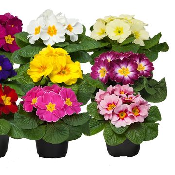 Primula ACAULIS MIX