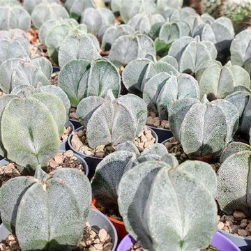 Astrophytum myriostigma