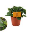Peperomia obtusifolia 'Obtipan'