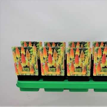 Kniphofia 'Flamenco'