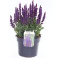 Salvia nemorosa SENSATION COMPACT VIOLET