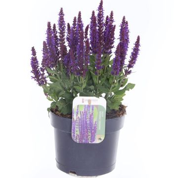 Salvia nemorosa SENSATION COMPACT VIOLET