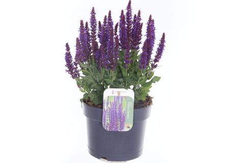 Salvia nemorosa SENSATION COMPACT VIOLET
