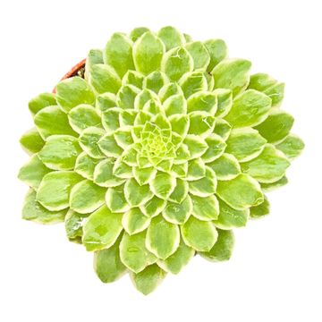 Aeonium 'Emerald Ice'