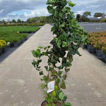 Corylus avellana MEDUSA