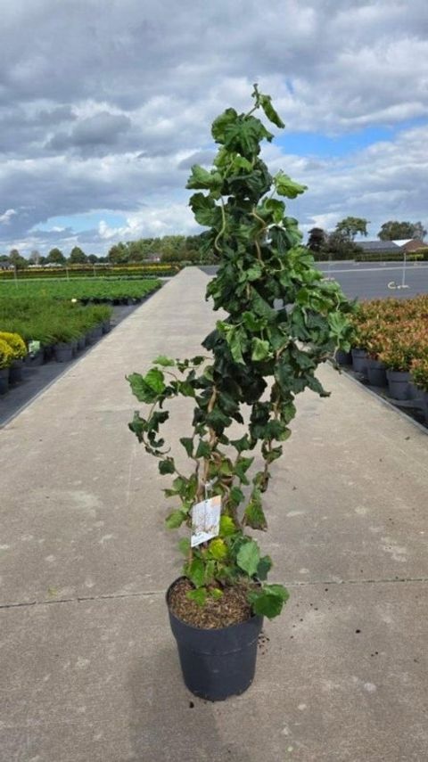 Corylus avellana MEDUSA