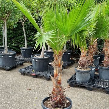 Washingtonia robusta