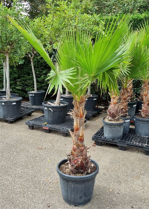 Washingtonia robusta
