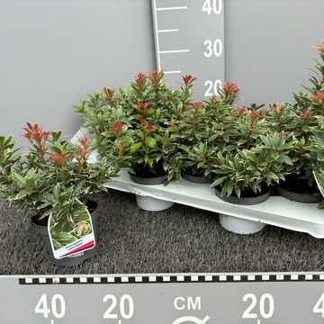 Pieris japonica 'Little Heath'