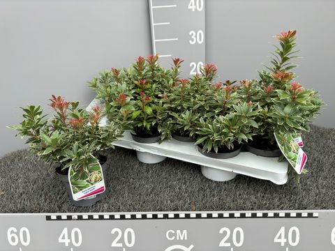 Pieris japonica 'Little Heath'