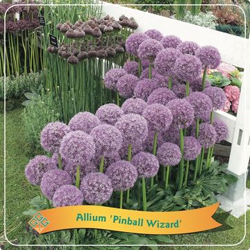 Allium 'Pinball Wizard'