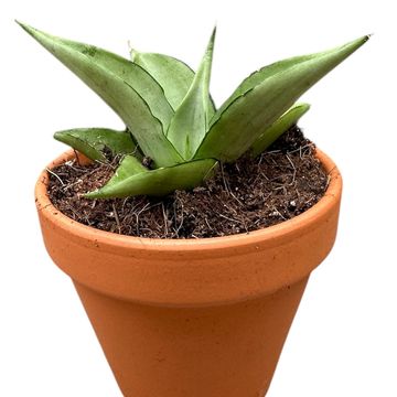 Sansevieria 'Manee Thawee'