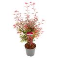 Acer palmatum 'Shaina'