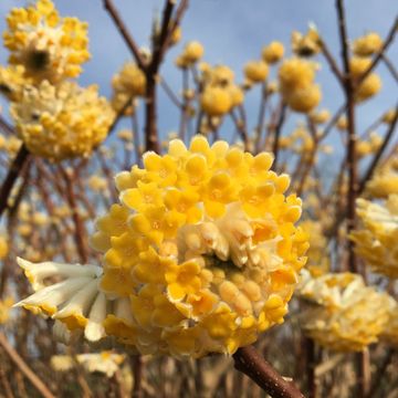 Edgeworthia chrysantha 'Honey Sunshine'