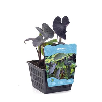Colocasia 'Black Magic'