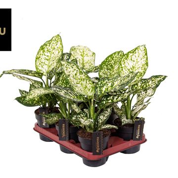 Aglaonema White Surprise