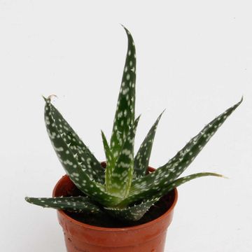 Aloe 'Jaco'