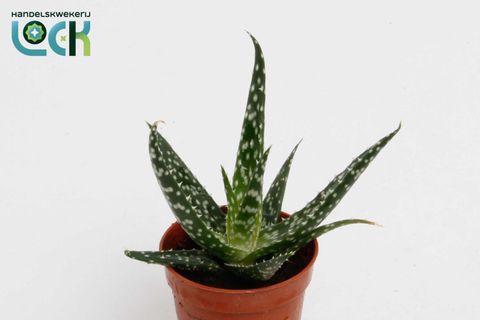 Aloe 'Jaco'